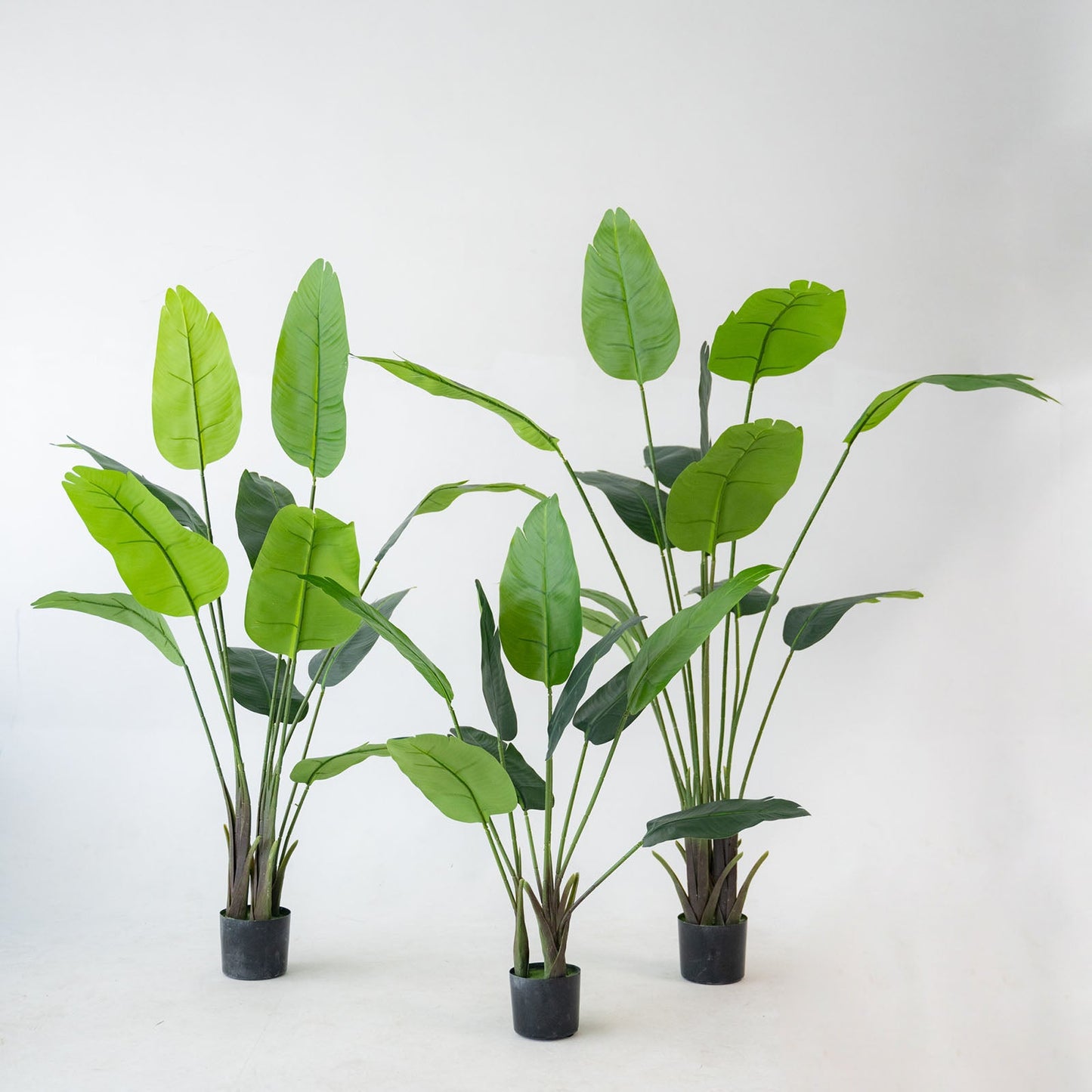 6ft Faux Potted Bird of Paradise Plant - vibrant green leaves in black pots.