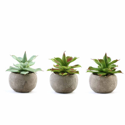 Stylish Ceramic Planter Pots for Modern Décor Stylish Ceramic Planter Pots for Modern Décor