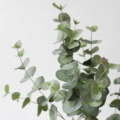 Eucalyptus & Boxwood