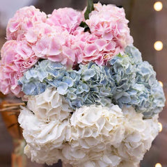 Hydrangea & Carnation