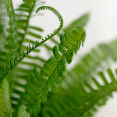 Leaf & Fern Bushes