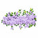 Lavender lilac