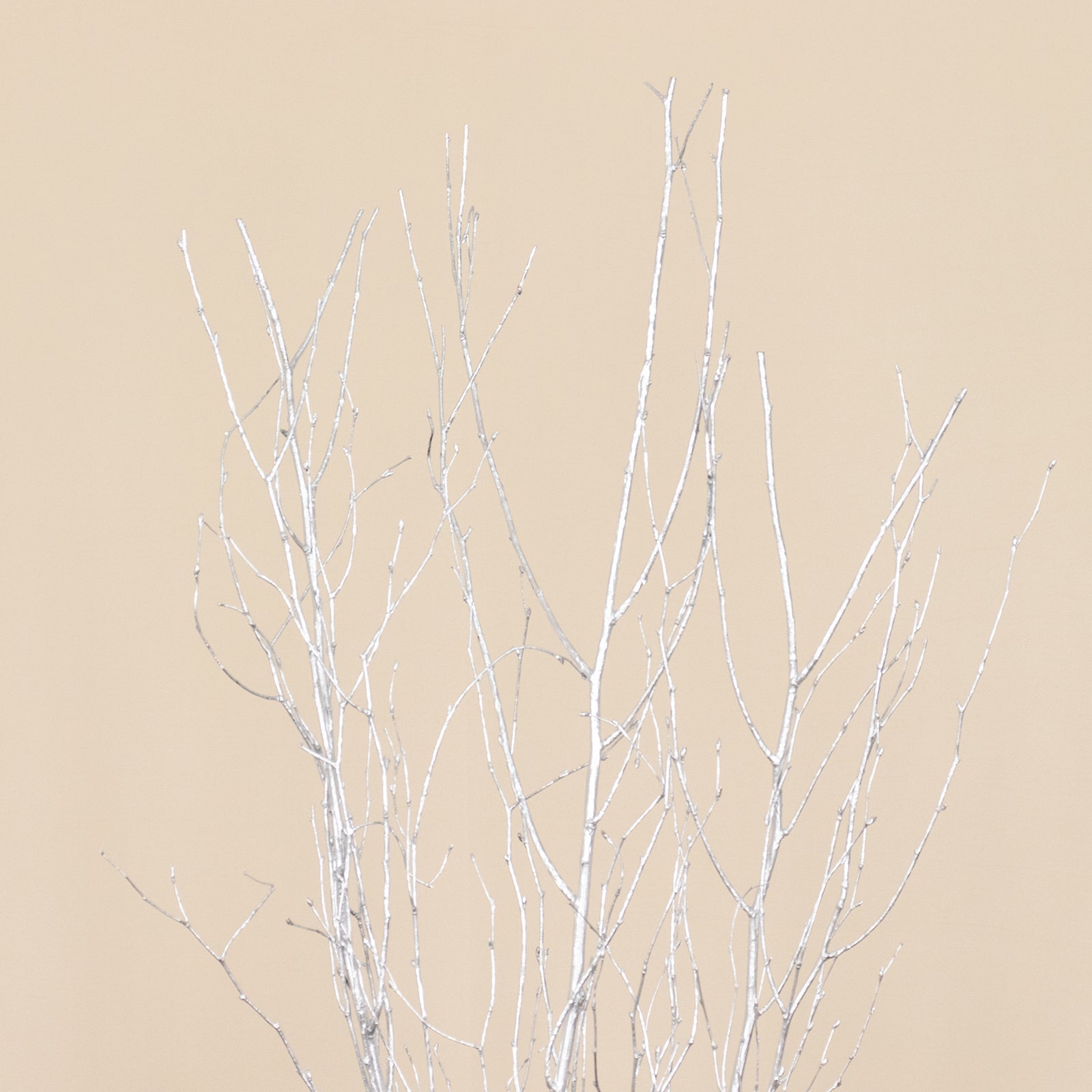 6 Pack Metallic Silver Extra Long Willow Tree Branches, 46" Natural Dried Birch Twigs Sticks Vase Fillers