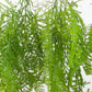 10 Pack Artificial Hanging Fern Bushes – 32" Asparagus Fern Trailing Plants for Green Wall, Vertical