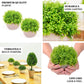 2 Plant Set | 5" Mini Potted Artificial Boxwood Topiary Faux Planter Collection