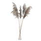 Natural tint dried pampas grass plant sprays in a clear vase.