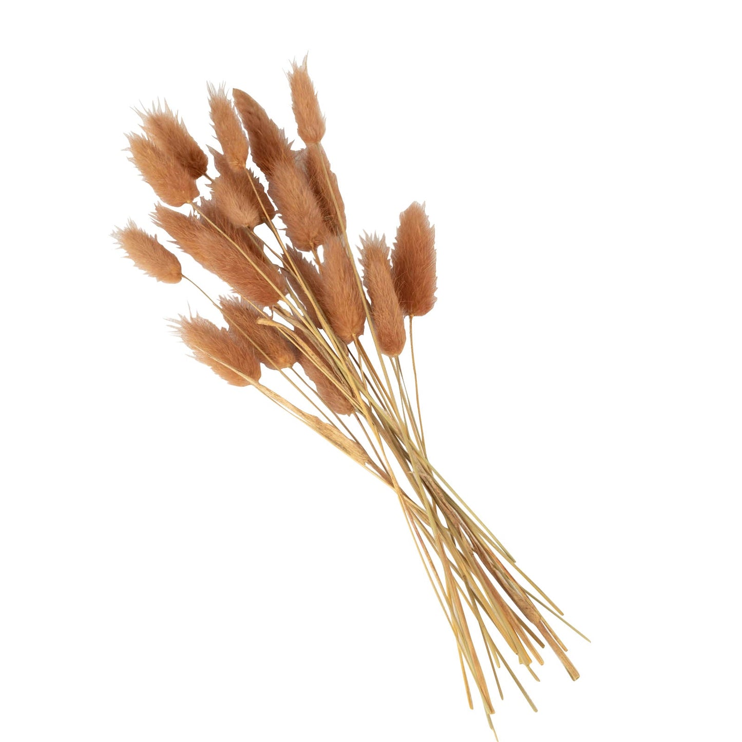 50 Pack | 15" Brown Rabbit Tail Dried Pampas Grass Flower Bouquets, Boho Stem Arrangements