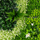 Artificial Boxwood Greenery Wall Panels, 40"×40" Grass Panels with Variegated Leaves and White Flowers, UV-Protected Backdrop for Outdoor Decor – 2 Panels, Covers 22 Sq. Ft.