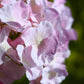 4 Pack 20" Wedding Aisle Artificial Flower Arrangements, Blush Roses Hydrangea Eucalyptus - Foam Bas