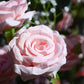 4 Pack 20" Wedding Aisle Artificial Flower Arrangements, Blush Roses Hydrangea Eucalyptus - Foam Bas