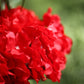 4 Pack 20" Wedding Aisle Artificial Flower Arrangements, Red Roses Hydrangea Eucalyptus - Foam Base