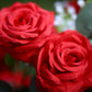 4 Pack 20" Wedding Aisle Artificial Flower Arrangements, Red Roses Hydrangea Eucalyptus - Foam Base