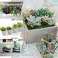 Assorted green artificial yucca and aloe vera succulent plants in decorative arrangements.