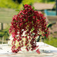 5 Pack Artificial 44 Inch Burgundy Silk Hanging Wisteria Flower Garland Vines