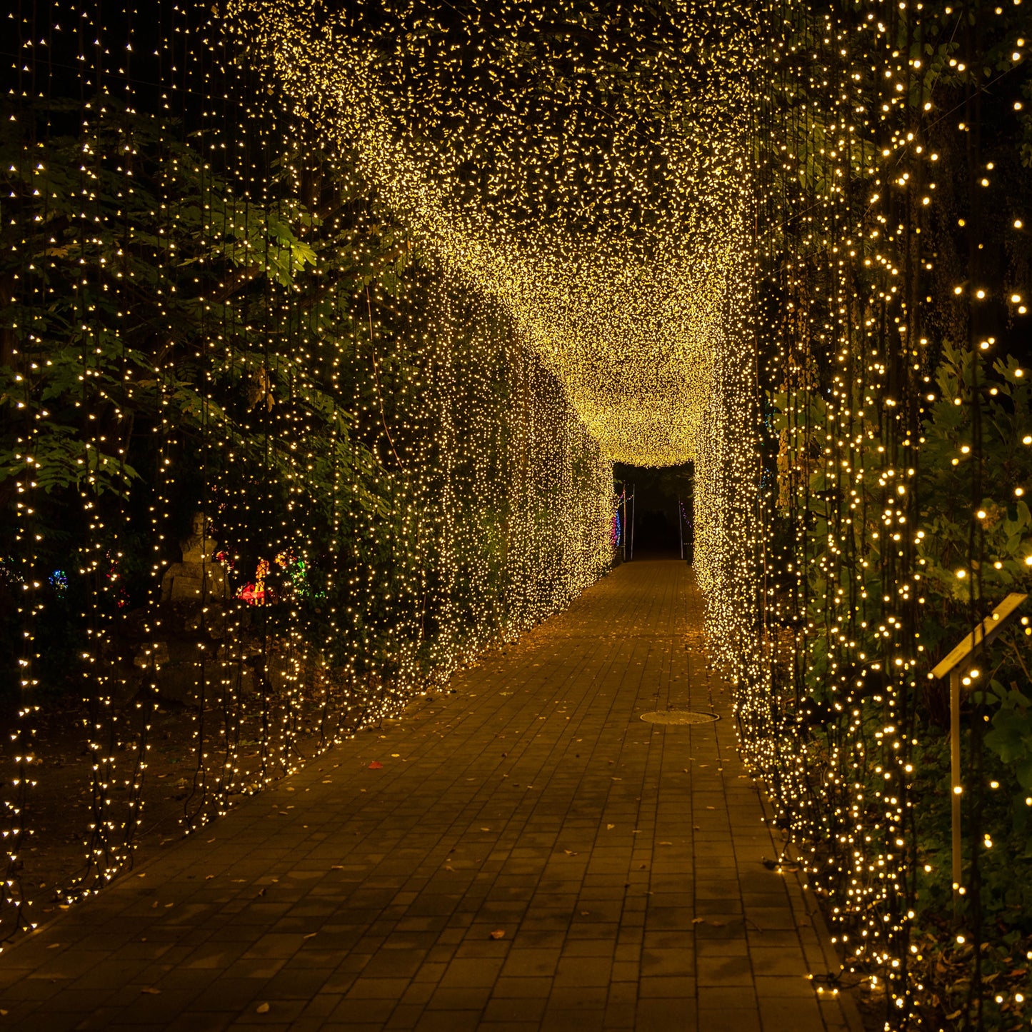 Warm white LED curtain string lights illuminating a path outdoors.