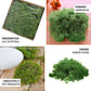 50g green preserved natural reindeer moss for DIY craft decoration.