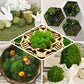 Green preserved natural reindeer moss for DIY craft decoration.