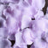 Lavender lilac