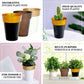 6" black gold rimmed medium flower plant pots for indoor decoration.