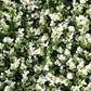 4 Panels White Tip Genlisea Green Boxwood Hedge Wall Backdrop Mat 11 Square Feet#whtbkgd