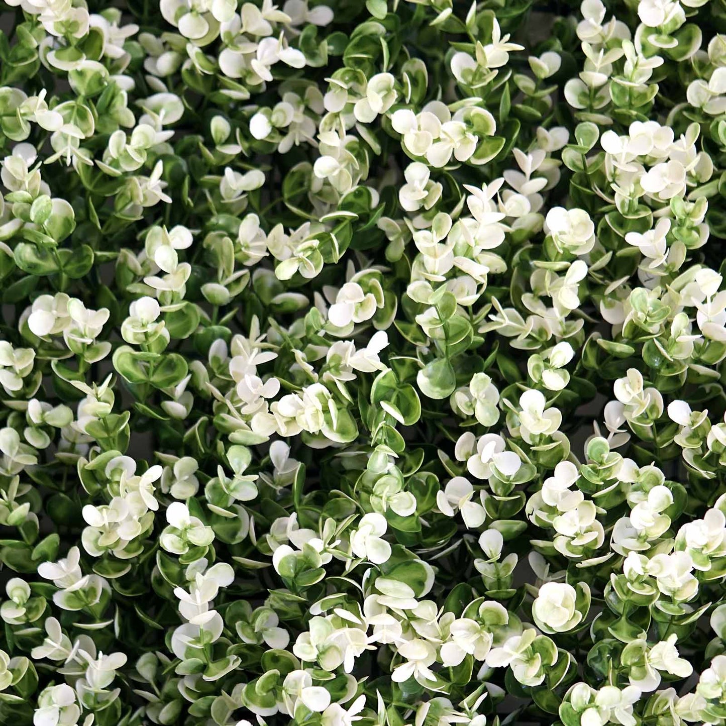 4 Panels White Tip Genlisea Green Boxwood Hedge Wall Backdrop Mat 11 Square Feet#whtbkgd