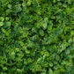 11 Sq ft. | Green Boxwood Hedge Locust and Cypress Garden Wall Backdrop Mat#whtbkgd