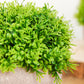 5 Inch Mini Artificial Boxwood Topiary Potted Planter 2 Plant Set