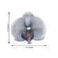 Charcoal gray artificial silk orchid flower head for DIY crafts.