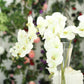 40 Inch Cream Tall Artificial Silk Orchid Flower Bouquet 2 Stems 