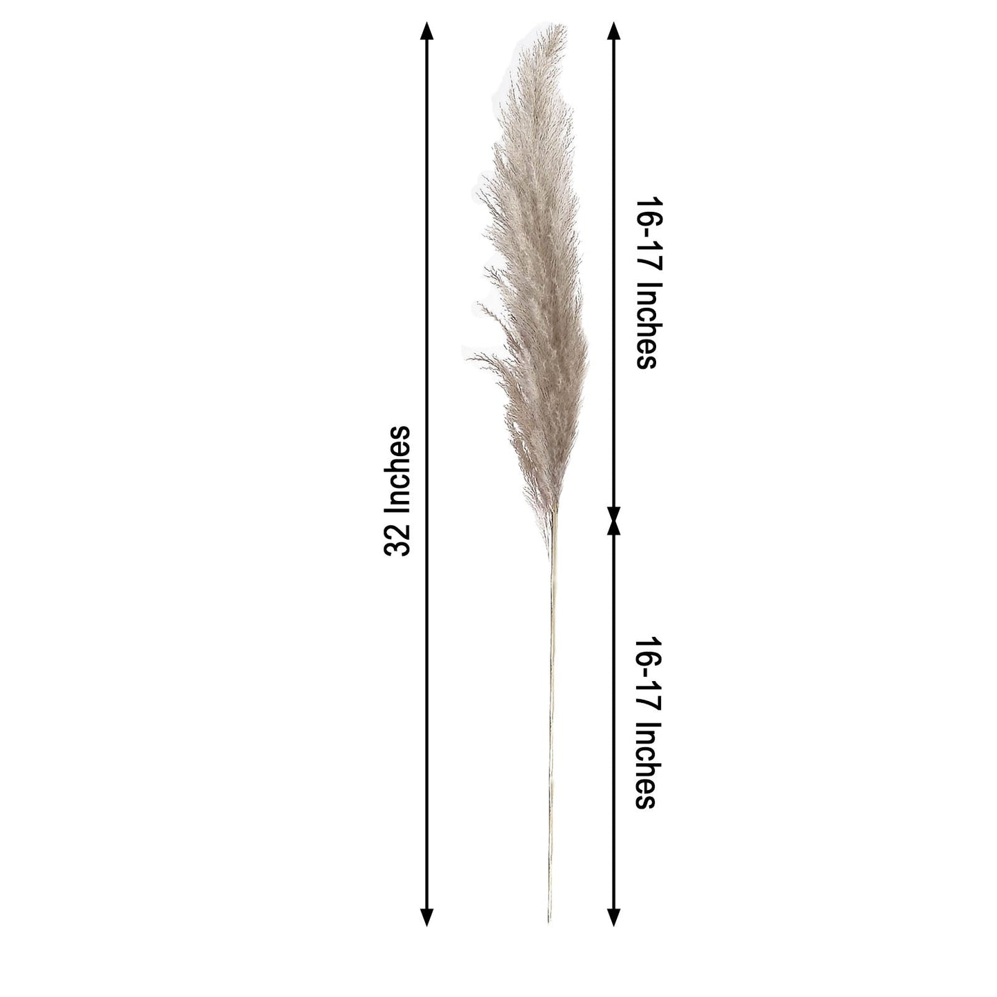 Natural tint dried pampas grass sprays, 32 inches tall.