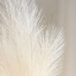 Cream artificial pampas grass plant sprays in a vase arrangement.