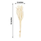 Natural white rabbit tail pampas grass bouquet, 15 inches tall.