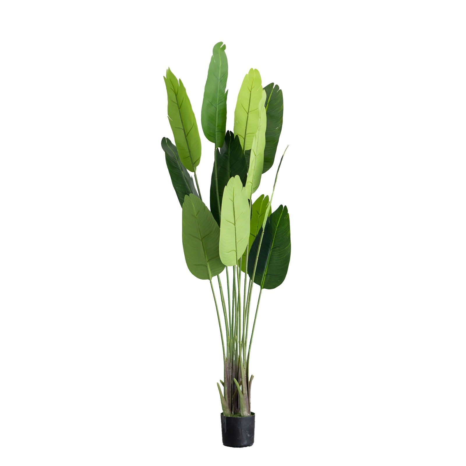 6ft Faux Potted Bird of Paradise Plant in vibrant shades of green.