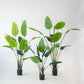 6ft Faux Potted Bird of Paradise Plant - vibrant green leaves in black pots.