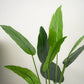 Green faux potted Bird of Paradise plant, 3ft tall, in a 2 pack.