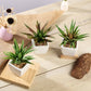 3 Pack | 5" Ceramic Planter Pot and Artificial Spot Aloe Succulent Plant