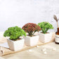 3 Pack | 6" Ceramic Planter Pot and Artificial Joy Sedum Succulent Plant