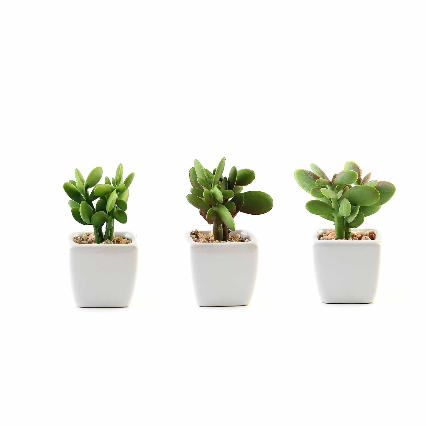 Pack of 3 Artificial 3 Inch Mini Jade Succulent Plant Ceramic Planter Pot#whtbkgd
