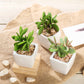 3 Pack | 3" Ceramic Planter Pot and Artificial Mini Jade Succulent Plant