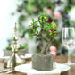 Gray concrete planter with artificial willow tree succulent.