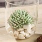 Green artificial succulent plant in a glass container with decorative stones.
