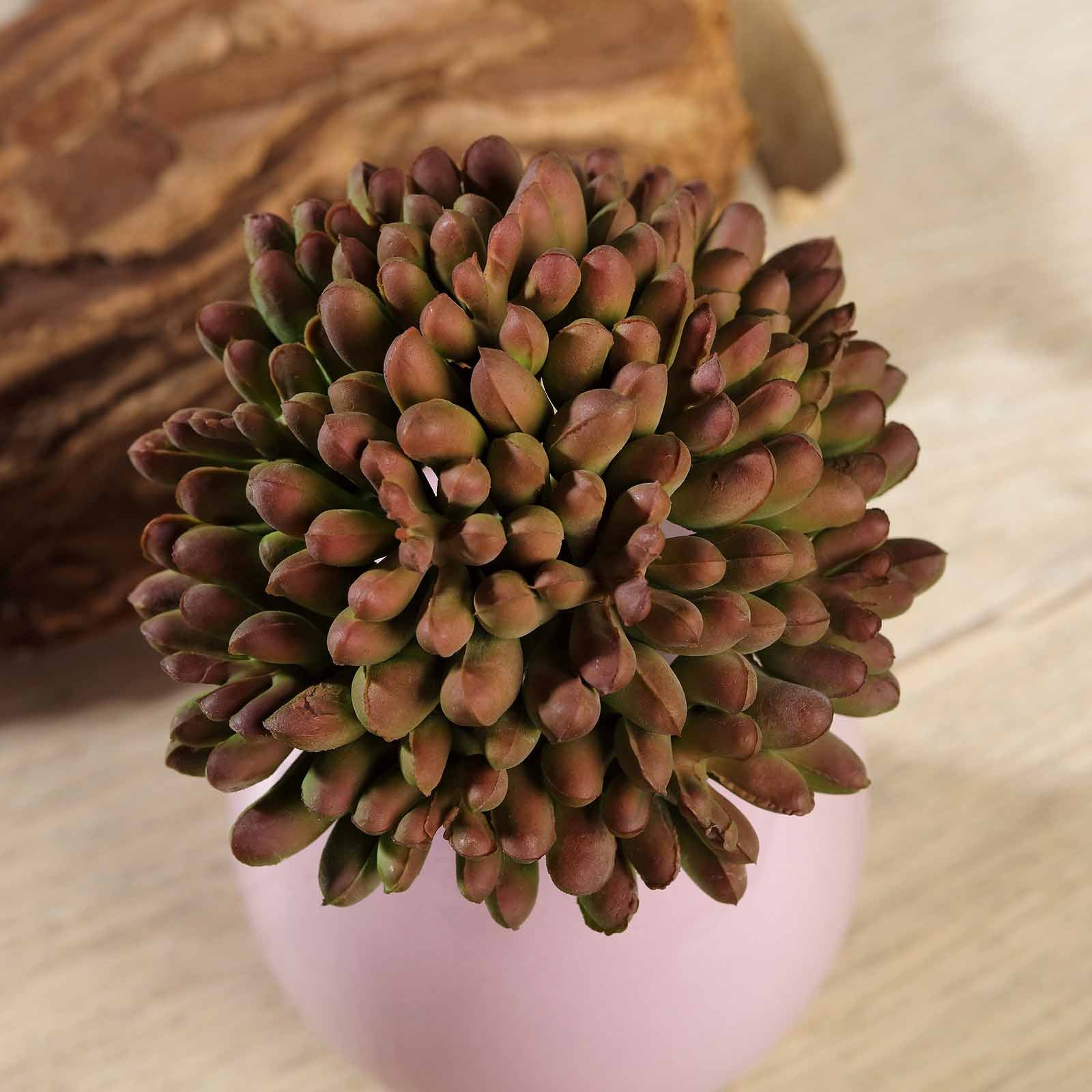 Pink decorative succulent plant with green and reddish tones.