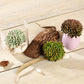 Green artificial succulent plants in decorative pots.