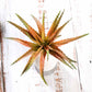 Colorful artificial aloe succulent plant arrangement.