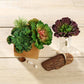 3 Pack | 6" Artificial PVC Wavy Kalanchoe Decorative Succulent Plants