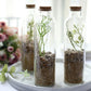 Clear round glass storage jars with cork stoppers and decorative plants inside.
