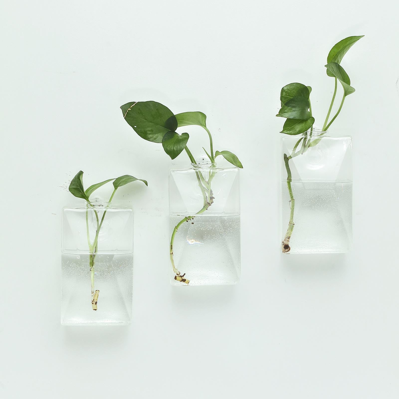 indoor plants in vases 3-pk Trapezoid Glass Wall Vase Planters