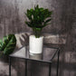Clear acrylic square plexiglass sheets on a table with a plant.