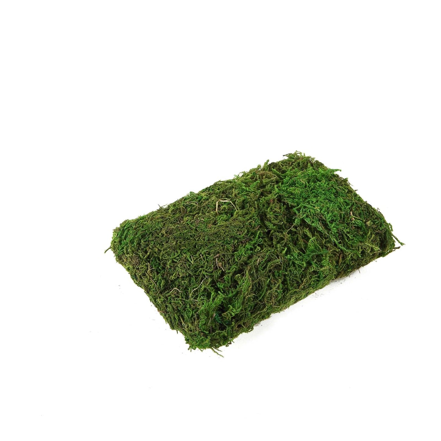 50g green preserved natural reindeer moss for DIY craft decoration.