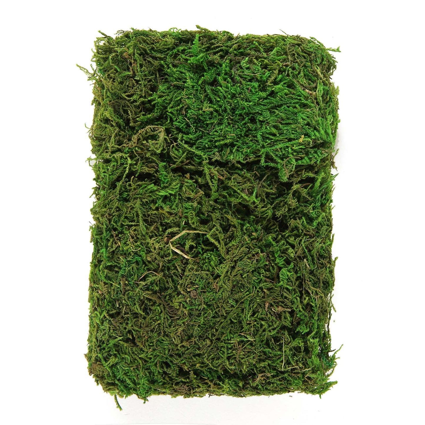 Green preserved natural reindeer moss for DIY craft decoration.
